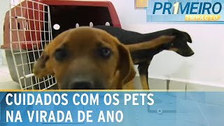 Veja dicas para acalmar pets durante queima de fogos no fim de ano  Primeiro Impacto 211223 [upl. by Claybourne630]