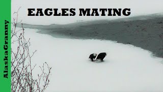 Bald Eagles Mating AlaskaHow Do Eagles MateCloacal Kiss [upl. by Clough]