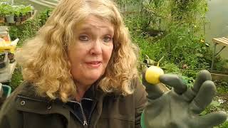 Clearing the Tomato plants in the polytunnel Today [upl. by Aneroc]