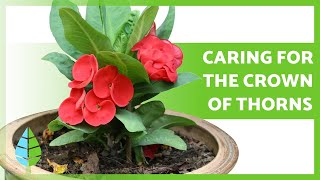 CARING for the CROWN of THORNS Euphorbia MIli 🌸 Watering Pruning Reproduction and more [upl. by Ycniuqed]