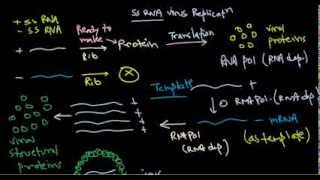 8 Replication of positive stranded RNA virus [upl. by Perce805]