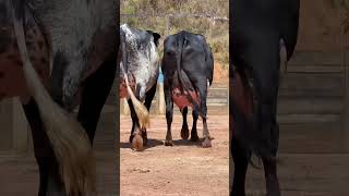 Girlando Cow  Girdhara Dairy Farm  World Record Cow  80 Litres Per Day shorts cow [upl. by Assi]