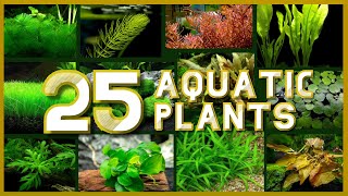 Types of Aquatic Plant for your Aquarium [upl. by Katonah502]