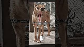 Last footage of “Tasmanian Tiger”  tasmaniantiger wildanimals funfacts shorts [upl. by Nnaes]