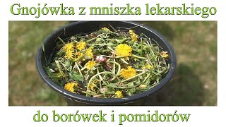 Gnojówka z mniszka lekarskiego do borówek i pomidorów  Ogrodowe pierdamony 94 [upl. by Hgeilyak]