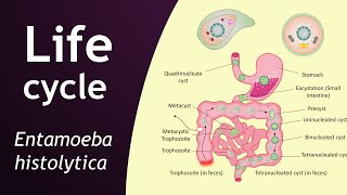 Life cycle of Entamoeba histolytica  parasitology  Basic Science Series [upl. by Rurik]