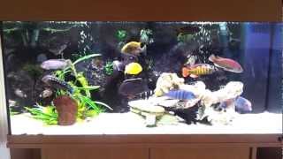 Juwel rio 180 african malawi cichlid Fish tank Aquairum setup update [upl. by Nilo]