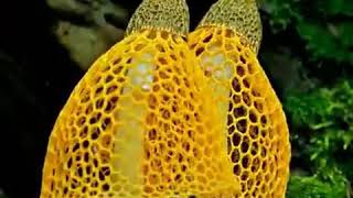 Timelapse Pertumbuhan jamur Tudung PengantinPhallus indusiatus [upl. by Eddi]