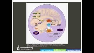 Apoptosis and Alzheimers Disease Fluorescent Detection Approaches [upl. by Akimert]