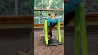 Opossum Puzzle Feeder  Cincinnati Zoo [upl. by Nosyt467]