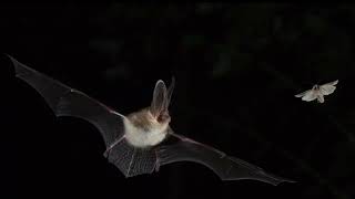 Brown Long Eared Bat Call [upl. by Ccasi]