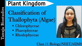 Plant Kingdom  Classification of Thallophyta Algae  Chlorophyceae  Phaeophyceae  Rhodophyceae [upl. by Sonnie548]