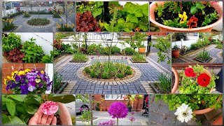 May garden tour front yard  Transition from spring to summer Planting Gladioli petunia amp fuchsia [upl. by Mur]