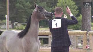 N 1 FORELOCKS YULIANNE The City of Kings Show 2024 EAHGC Yearling Fillies Class 1 [upl. by Travis]