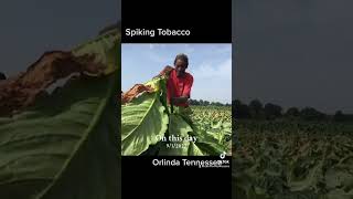 Dark fired Tobacco Orlinda Tennessee [upl. by Enovahs]