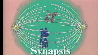 Meiosis I Prophase One [upl. by Forrer]