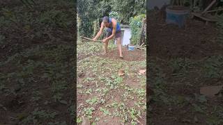 Amazing how to pak Choi in 40 Days planting pak choy at home seeds atill Harvest [upl. by Harve]