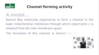 4 3 Lecture 3 Structural analyses of Bcl 2 family members 16 01 [upl. by Keryt]