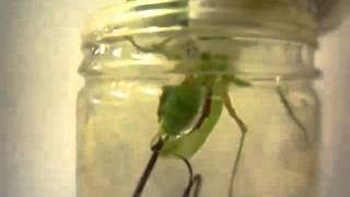 Parasite Comes Out of Praying Mantis [upl. by Nailij]