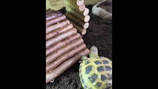 Update in my enclousure tortoise tortoiseslife pets cute [upl. by Ahsetel997]