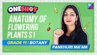 Anatomy of Flowering Plants Class 11 Biology One Shot Chapter 6  NEET 2023 Botany Exam Prep [upl. by Hubie]