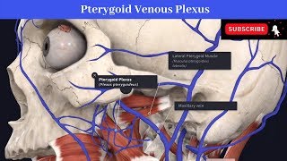 Pterygoid Venous Plexus  Situation  Communications  Drainage  Peripheral Heart [upl. by Wernda646]