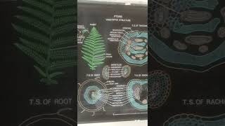 Pteris structure reproduction and life cycle chart botany pteris pteridophytes [upl. by Tess838]