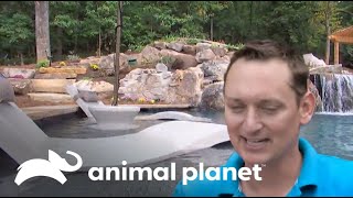 ¡La piscina de lujo está lista  Los Reyes de las Piscinas  Animal Planet [upl. by Eyeleen668]