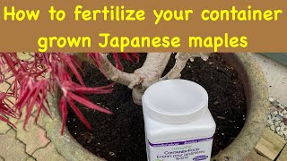 How to fertilize your container grown Japanese maple trees [upl. by Aical]