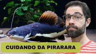 Como criar Pirarara em aquário [upl. by Lamont]