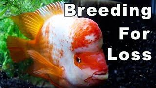 Breeding These 10 Fish Will Lose You MONEY [upl. by Iormina]