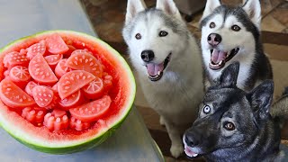 Watermelon Dog Treats 🍉 How to make Frozen DIY Dog Treats [upl. by Aicilyt70]