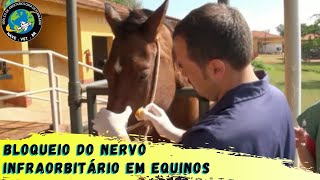 🐴 BLOQUEIO do nervo INFRAORBITÁRIO em Equinos [upl. by Lillian]