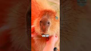 Capybara shortvideo capybara animals [upl. by Ecinom]