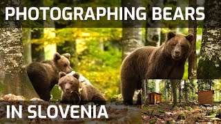 Photographing bears in Slovenia again with Slovenian Bears [upl. by Poul]