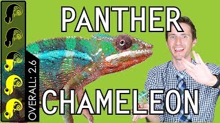 Panther Chameleon The Best Pet Lizard [upl. by Esirec]