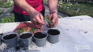 EP106  How to pot up Nemesia plug plants 5minutefriday [upl. by Oijres133]