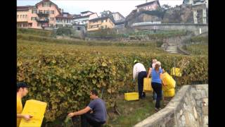 Vendanges Chexbres Suisse 2013 [upl. by Radford]