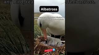 Amazing Albatross Fact [upl. by Drofla836]