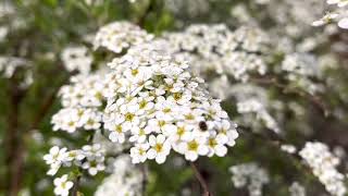 Spirea arguta arbuste à floraison généreuse au printemps [upl. by Ardith]