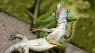 Praying Mantis attacks and eats Lizard [upl. by Pleasant]