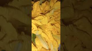 Squash flower short shosrtvideo trendingshorts asrmsounds fyp [upl. by Janella]