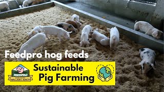 Feedpro Sustainable Pig Farming the New and Natural Way [upl. by Akinnor]