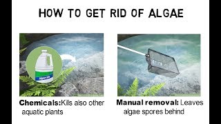 How to get rid of pond algae  Understanding reasons for algae blooms [upl. by Ruenhcs]