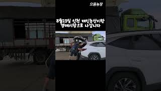 으뜸농장 홍고추 출하 경매시장에서 얼마를 받았을까 farming [upl. by Aehcim]