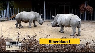 Nashorn Familie hat einen guten Tag  Zoo Augsburg [upl. by Mapes530]