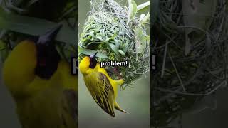 “Secrets of the Weaver Bird’s NestBuilding Techniques”weaversweaverbirdsnature birdsanimalfact [upl. by Eerbua454]