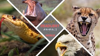 top 10 deadliest animals in the world top10 animals deadly deadliest world [upl. by Concettina63]