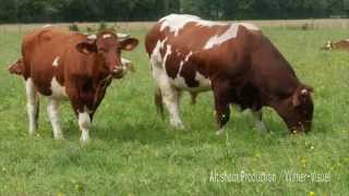 Transhumances de vaches de race Limousine en Sologne [upl. by Harriette]