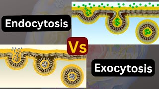 Transport across the cell membrane Endocytosis vs exocytosis [upl. by Ytoc]